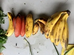 El plátano, un cultivo primordial de los centroamericanos