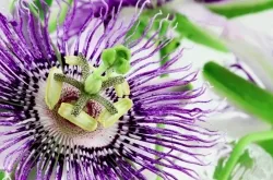 Los beneficios de la Pasiflora, la exótica flor de la pasión